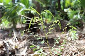 Image result for Phyllanthus pentandrus