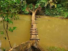 Khao yai checkpoint 2,5 hours drive from bangkok. Khao Yai National Park Thailand Govisity Com