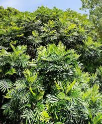 Image result for Filicium decipiens