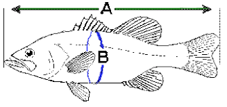 striped bass fishing length to weight chart