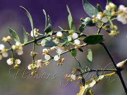 Image result for Salvadoraceae