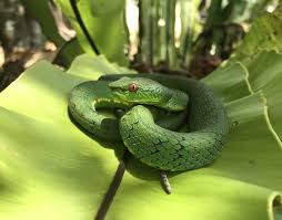 Usually less than 1 meter. Cryptic Philippine Pit Vipers Jonathan L Mayuga