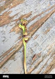 Image result for Orthochilus