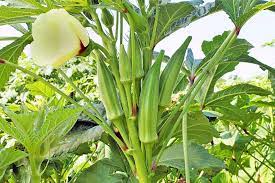 Both beautiful and productive, okra can be harvested for several weeks throughout the summer. The 13 Best Okra Varieties For Your Vegetable Patch Gardener S Path