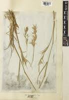 Image result for Cymbopogon caesius