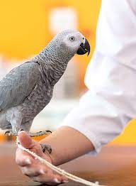 Register your avian or exotic pet as new patient with long island bird & exotic vet clinic. Westside Veterinary Clinic Veterinarian In Florence Sc