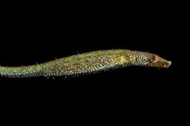 Image result for Cissus humbertii