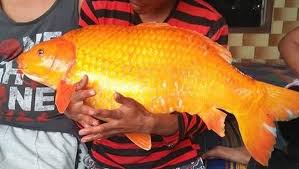 Jokowi ikan putri duyung hanya cerita begini 20 fakta sebenarnya. Tak Sekadar Legenda Ikan Mas Danau Toba Bisa Berukuran Raksasa