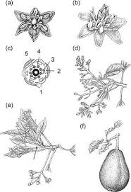 Image result for Dark Avocado 1977 Fedders