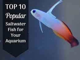 Check spelling or type a new query. 10 Great Saltwater Fish For The Home Aquarium Pethelpful