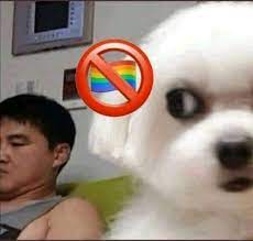 homophobic dog 🏳️‍🌈? Meme | 🏳️‍🌈?  Pride Flag Question Mark | Know  Your Meme