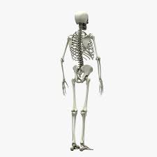 3d Skeleton Rigged 3d Skeleton Skeleton Bones And Muscles