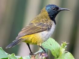 Image result for Psychotria djumaensis