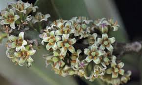 Image result for Faurea saligna