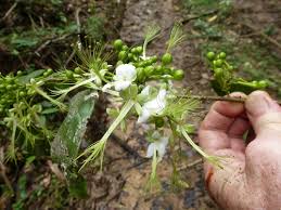 Image result for Dactyladenia