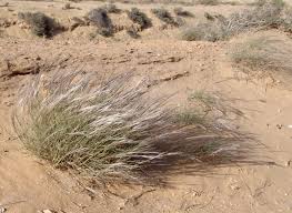 Image result for Stipagrostis