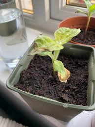 Some empty branches but ill trim them before i bring plant to outside. Sunflower Plant S Leaves Going Brown At The Edges Why Gardening