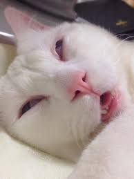 Cat Is Given Title Of Most Awful Sleeping Face In Japan Imgur Humor Hewan Lucu Humor Kucing Gambar Kucing Lucu