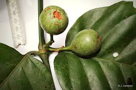 Image result for Oxyanthus speciosus