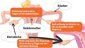 Alles zum thema kündigung in der schwangerschaft: 1 4 Schwangerschaftswoche Was Passiert In Der 1 Bis 4 Ssw