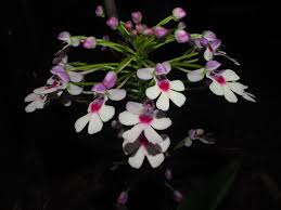 Image result for Cynorkis symoensii