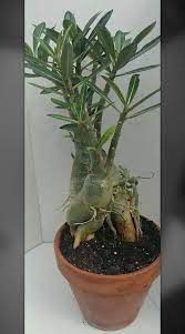 Desert Rose Adenium Obesum Plant Stunning Twisted Caudex Adenium Pink White Flowers Live Succulent Desert Rose Plant Adenium Desert Rose