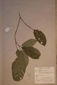 Image result for Maesobotrya floribunda