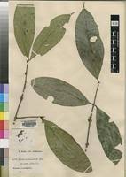 Image result for Garcinia punctata