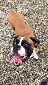 Black And Tan Shiba Inu Female Lost Dog Rochester Boxer Female Date Lost 12 28 2019 Dog S Name Maude Breed Of Dog Boxer Gender Female Closest Intersec Losing A Dog Dog Ages Dog Names