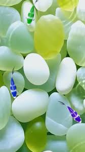 Stunning Fish Wallpapers for Your Device