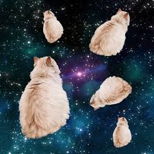 Tap and hold on an empty area. How To Make An Epic Iphone Wallpaper Photo Collage Using Only Cat Pictures