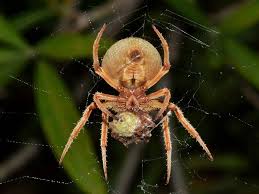 Image result for große winkelspinne biss haut reaktion