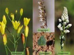 Image result for Eriospermum