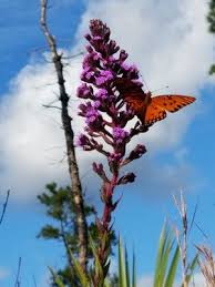 Maybe you would like to learn more about one of these? Native Butterfly Flowers 11 Photos Paysagistes 82 Sw Irwin Ave West Melbourne Fl Etats Unis Numero De Telephone