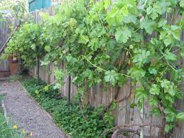 Growing Grapes At Home Ground Cover Plants Growing Grapes Ground Cover