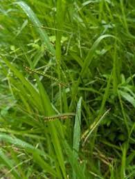 Image result for Urochloa brizantha