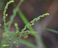 Image result for Phyllanthus parvulus