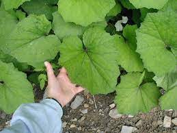 A small, flowering plant frequently found on roadsides. Coltsfoot The Alien Cough Suppressant Plant