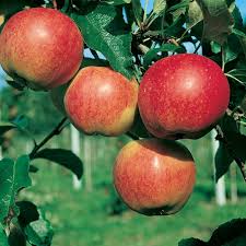 Fleming's recommend these as the pick of the dwarf crop. Apple Gala Dwarf