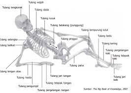 Dari wikipedia bahasa indonesia, ensiklopedia bebas. Tulang Penyusun Rangka Manusia Dan Jumlahnya Beserta Nama Latinnya Materi Kimia