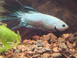 Could This Be A Burn From A Submersible Heater Suction Cupped To The Side 10g Tank I Mysteriously Lost Another One In This Particular Tank Went From Very Happy And Healthy To