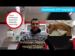 Kedi Fip Virusu Hastaligi Belirtileri Tedavisi Nedir Nasil Anlasilir Testi 2 Youtube
