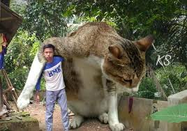 Anjing ini memiliki ketinggian 1.120 meter dari kaki ke bahu haiwan tersebut. Karipap Sedap Kucing Terbesar Di Dunia Ada Yang Facebook