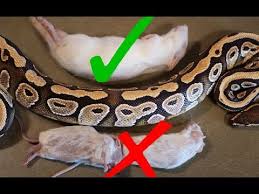 what size rodent should you feed your snake