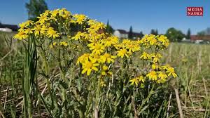 Image result for Senecio lewallei