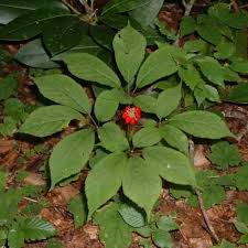 Notoginseng), and american ginseng (p. How To Grow And Care For Ginseng