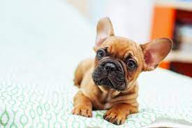 French Bulldog Great Pet Care