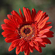 Gerbera Flower Bengali Meaning Best Flower Wallpaper