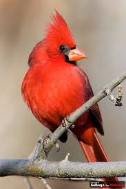 Black Bird With Orange Wings Ohio Cardinal Animals Ohio Birds Animals Beautiful