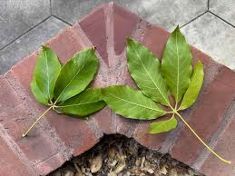 Image result for Casimiroa